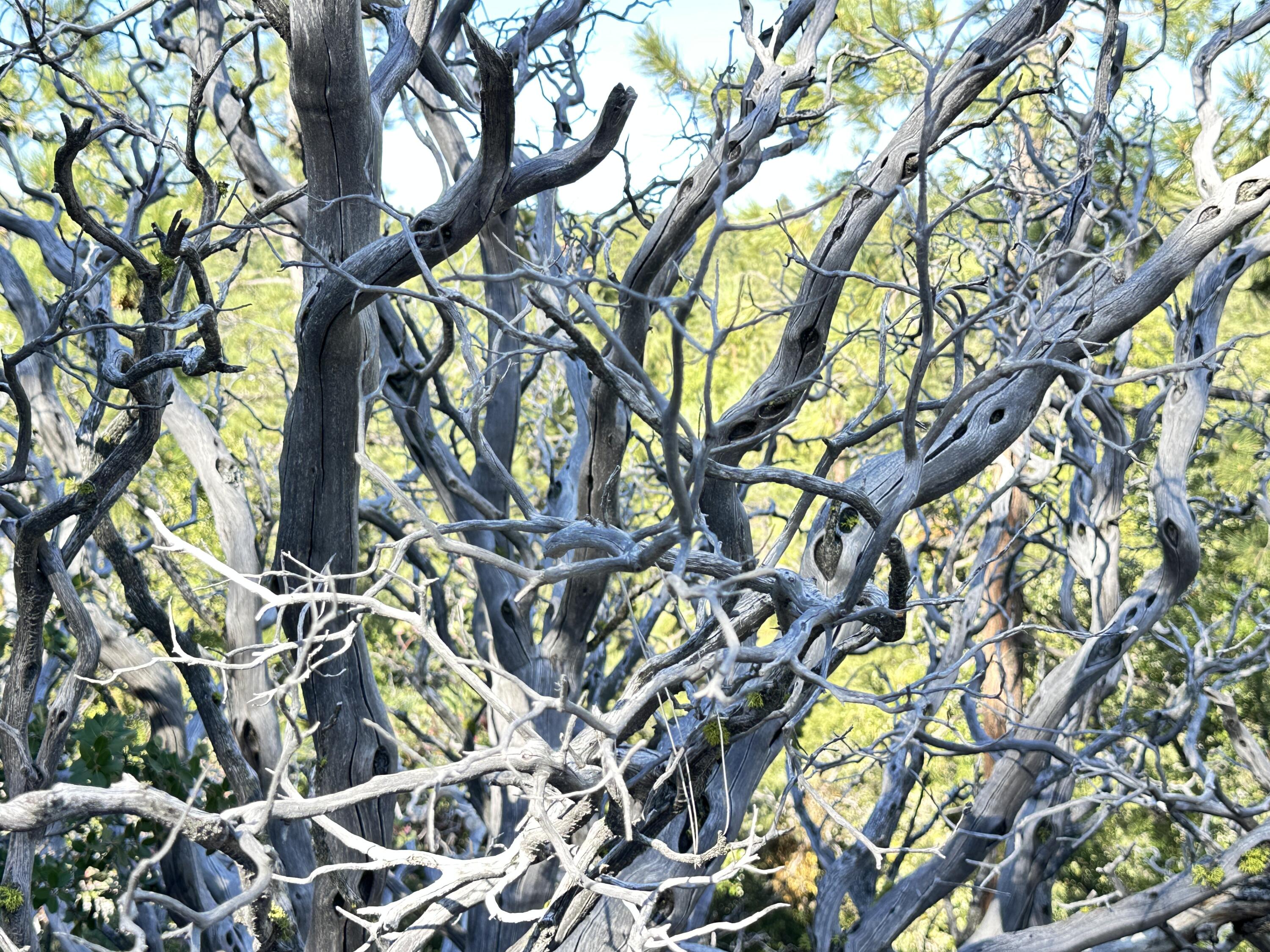0 Mountain View Drive Idyllwild, CA 92549 - Photo 9 of 17 a picture of tree