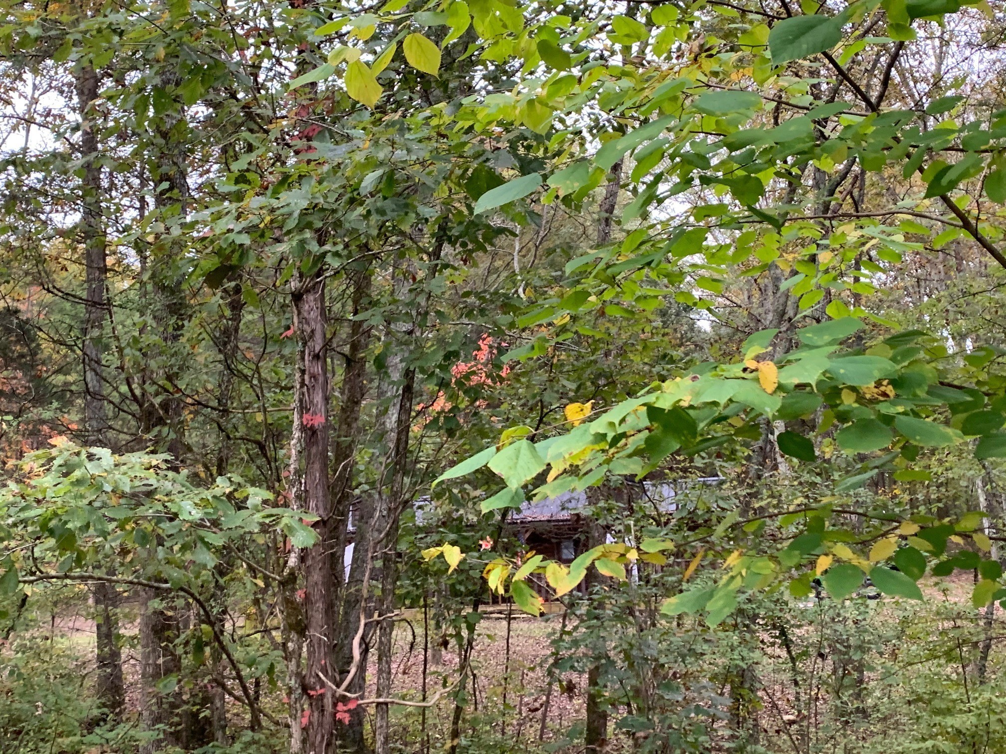 453 Berea Church Road Lebanon, TN 37087 - Photo 27 of 43 a view of a tree