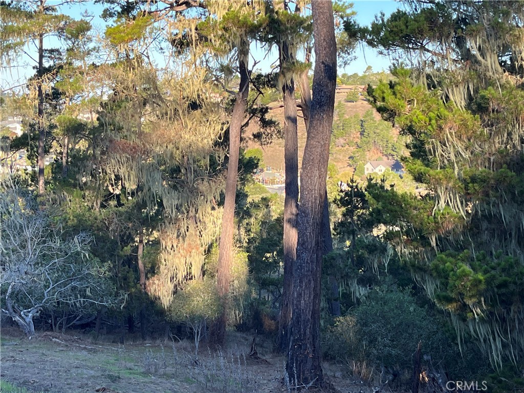 3235 Rogers Road Cambria, CA 93428 - Photo 11 of 13 a view of a tree in a yard
