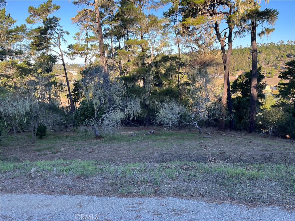 3235 Rogers Road Cambria, CA 93428 - Photo 12 of 13 a view of a yard with trees