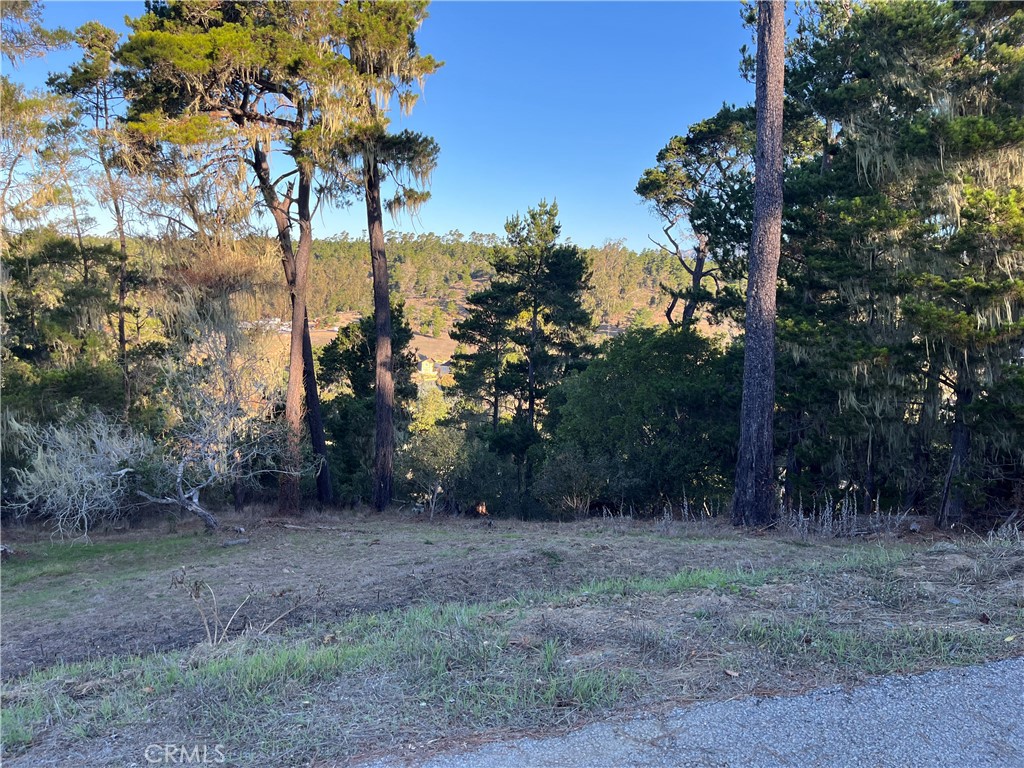 3235 Rogers Road Cambria, CA 93428 - Photo 6 of 13 a view of a forest filled with trees
