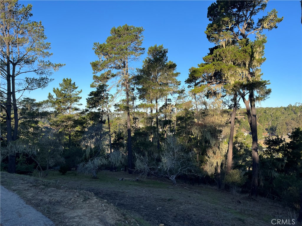 3235 Rogers Road Cambria, CA 93428 - Photo 7 of 13 a view of a yard