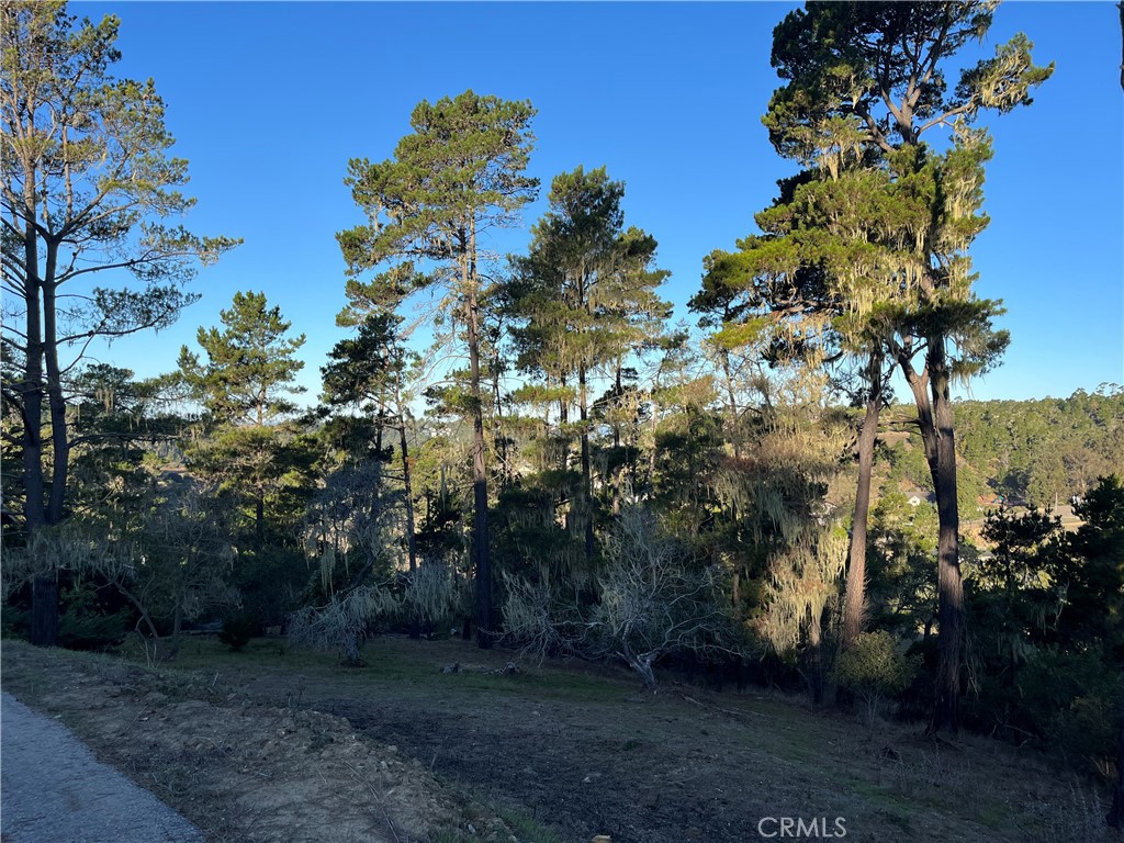 3235 Rogers Road Cambria, CA 93428 - Photo 8 of 13 a view of a yard
