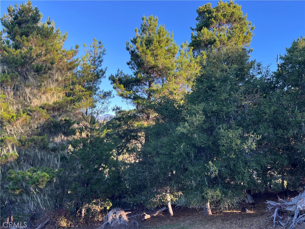 3235 Rogers Road Cambria, CA 93428 - Photo 9 of 13 a view of a tree in a backyard of a house