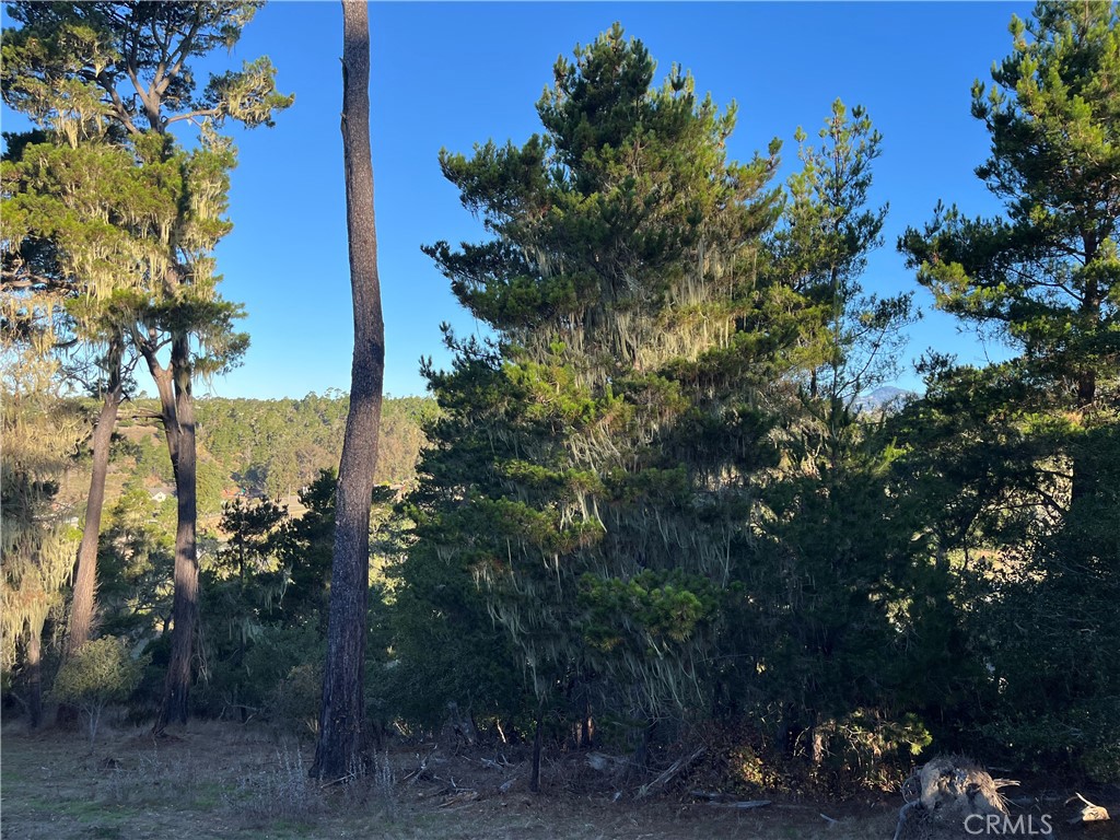3235 Rogers Road Cambria, CA 93428 - Photo 10 of 13 a view of a yard with seating area