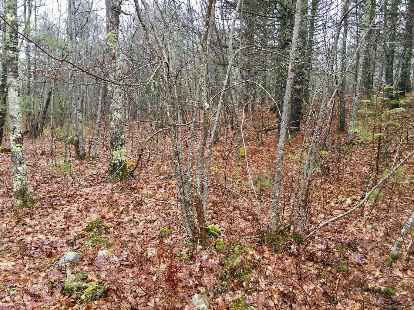 Lot 68-11 Shore Road Bremen, ME 04551 - Photo 5 of 12 20240127223758961681000000-o