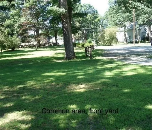 a view of a trees in a yard