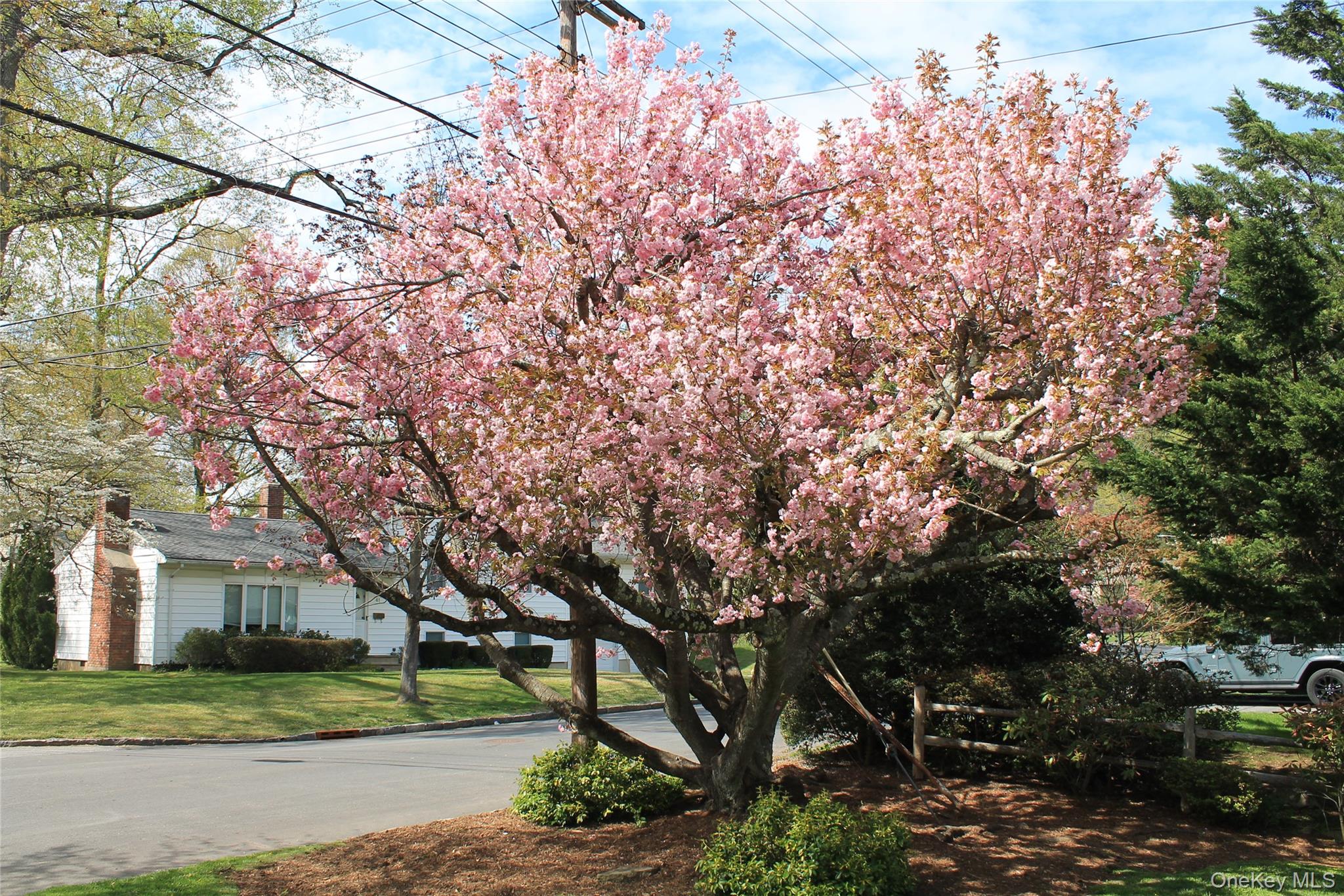 46 Reynal Road White Plains, NY 10605 - Photo 30 of 38 A glorious specimen tree blooms in the fall in the front yard.