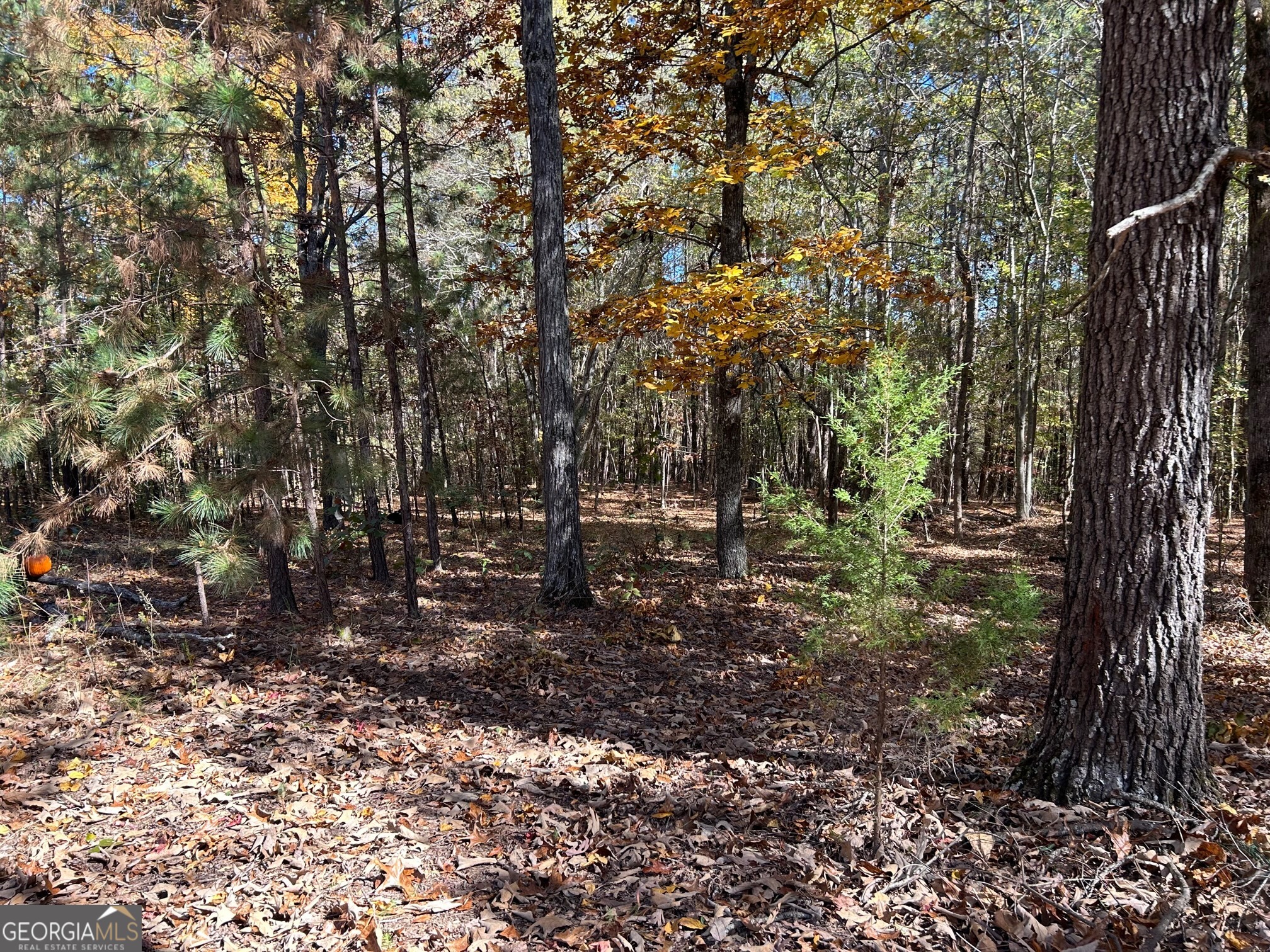 a view of outdoor space and trees