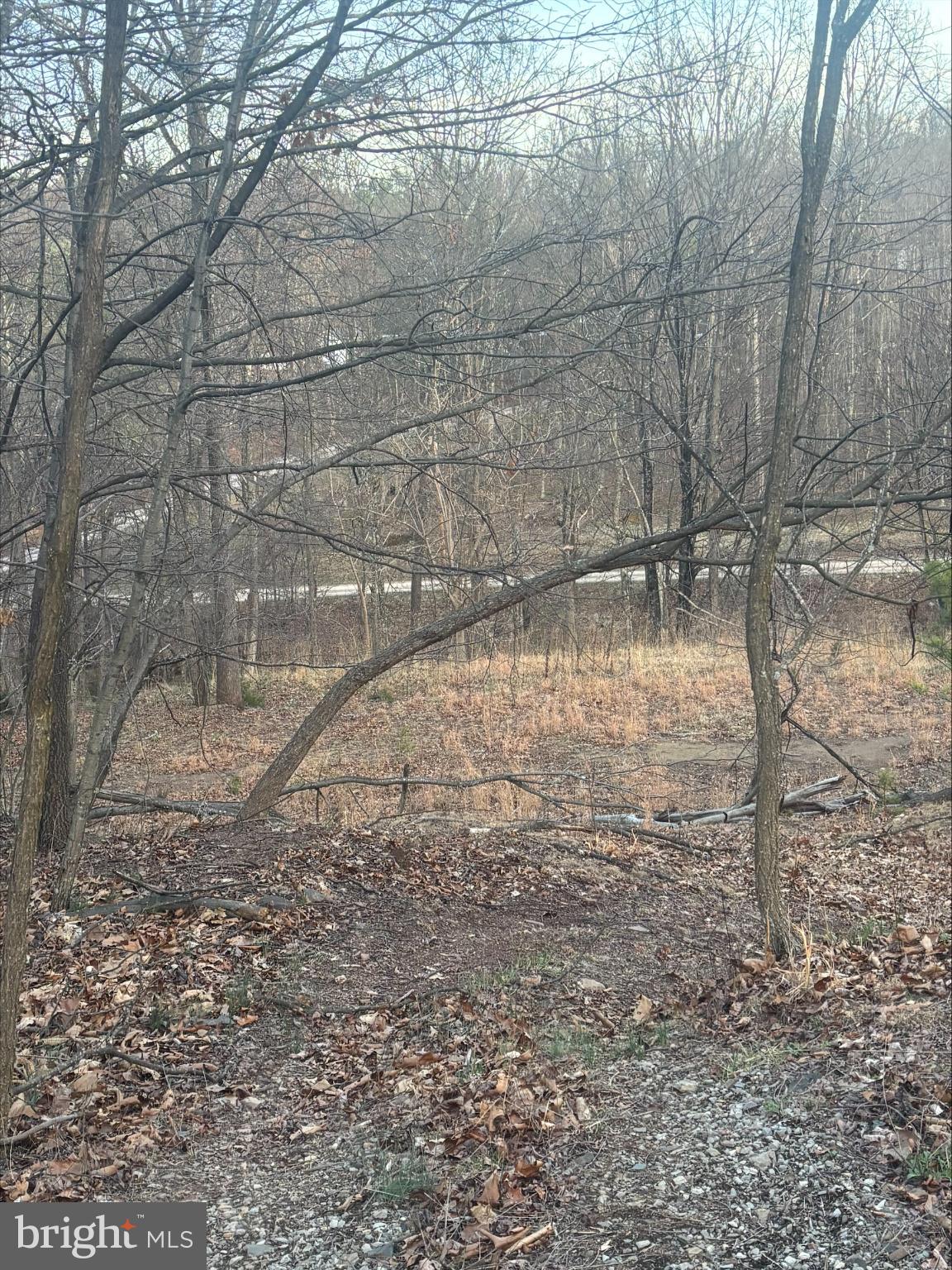 Lost Run Levels, WV 25431 - Photo 6 of 9 Serene woodland path in early spring.