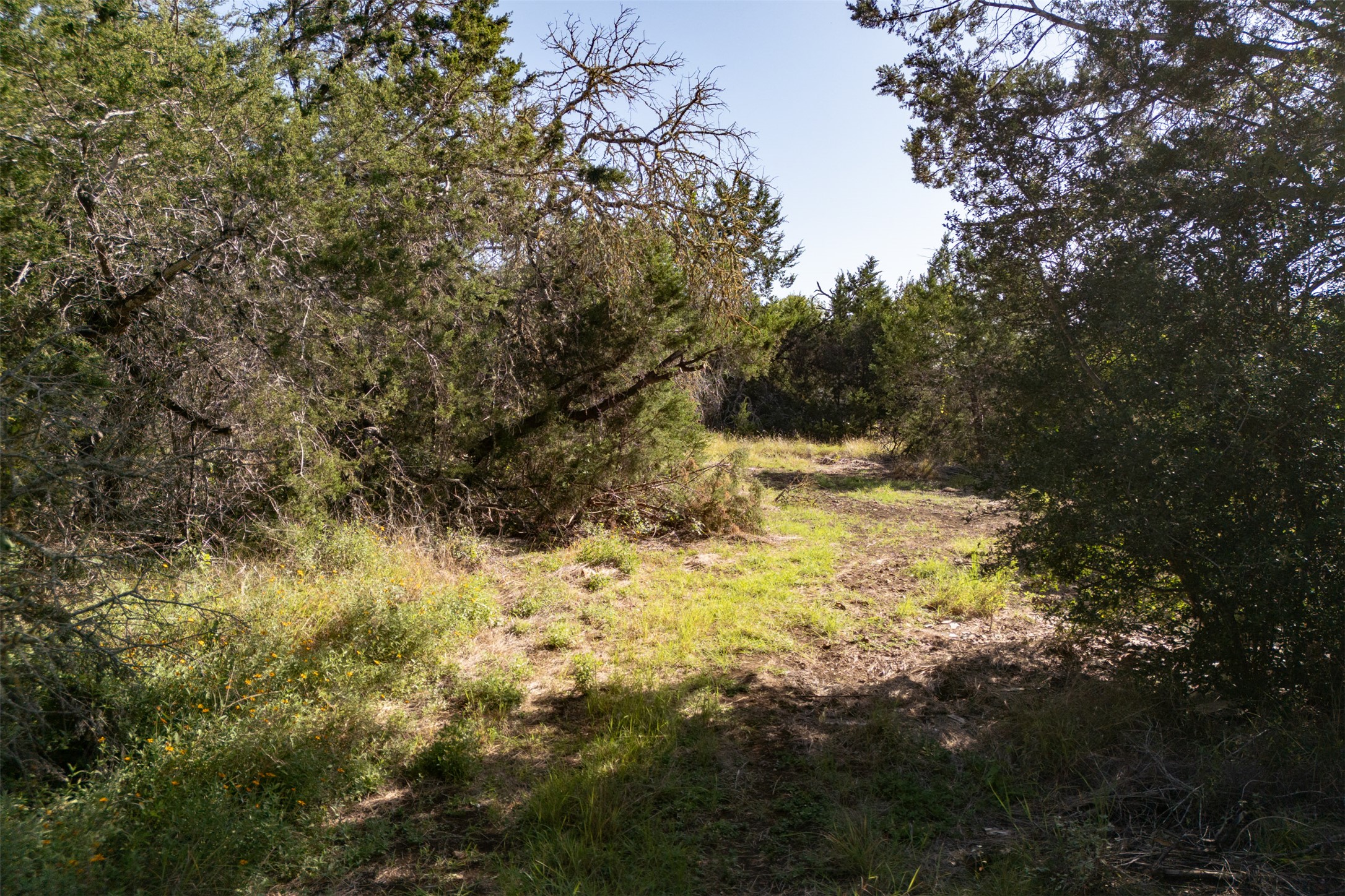 2105 Chaparral Park Road Manchaca, TX 78652 - Photo 13 of 18 a view of a yard with large trees