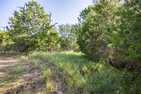 a view of a lush green forest