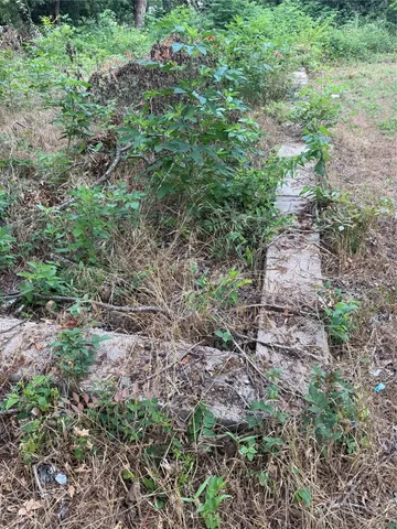 a view of a yard with plants and large trees