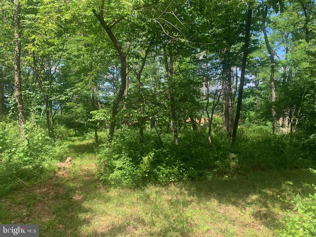 5353 Cito Road McConnellsburg, PA 17233 - Photo 4 of 15 Lush greenery in a tranquil forest.