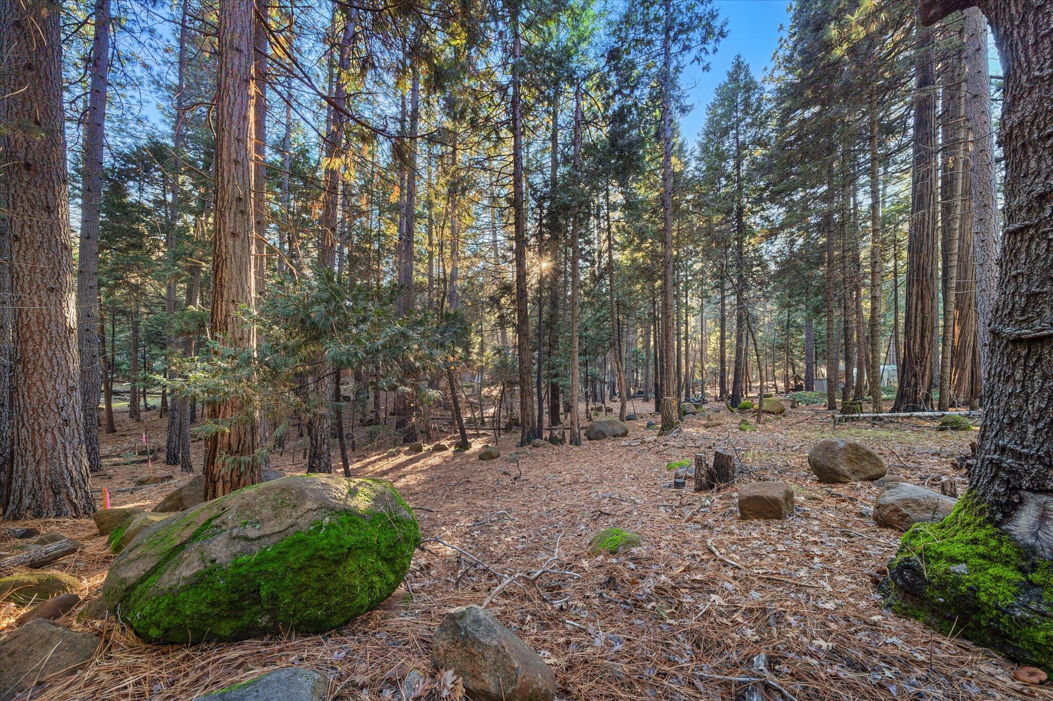 30821 Tinkerbell Lane Shingletown, CA 96088 - Photo 22 of 25 a view of a backyard with trees
