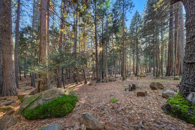 a view of a backyard with trees