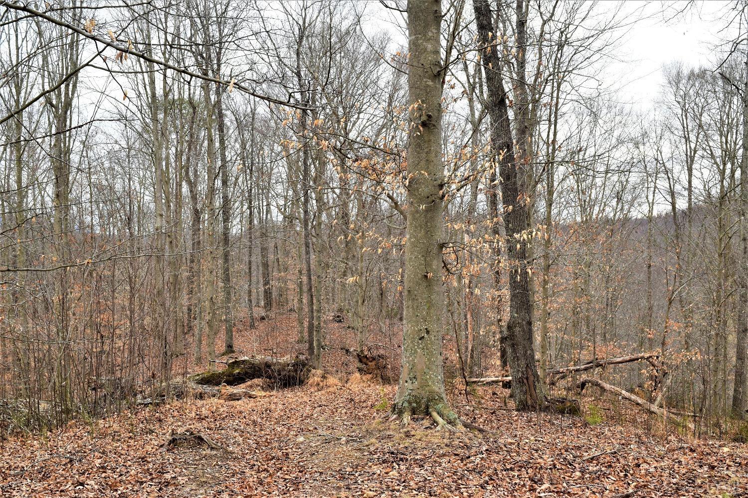 0 Level Green Road Roseland, VA 22967 - Photo 13 of 15 a view of a backyard of the house