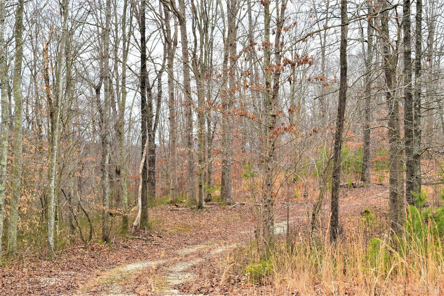 0 Level Green Road Roseland, VA 22967 - Photo 4 of 15 a view of a yard with trees