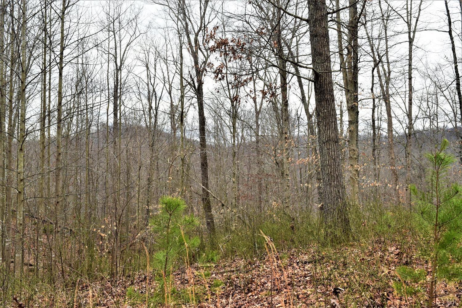 0 Level Green Road Roseland, VA 22967 - Photo 5 of 15 a view of forest