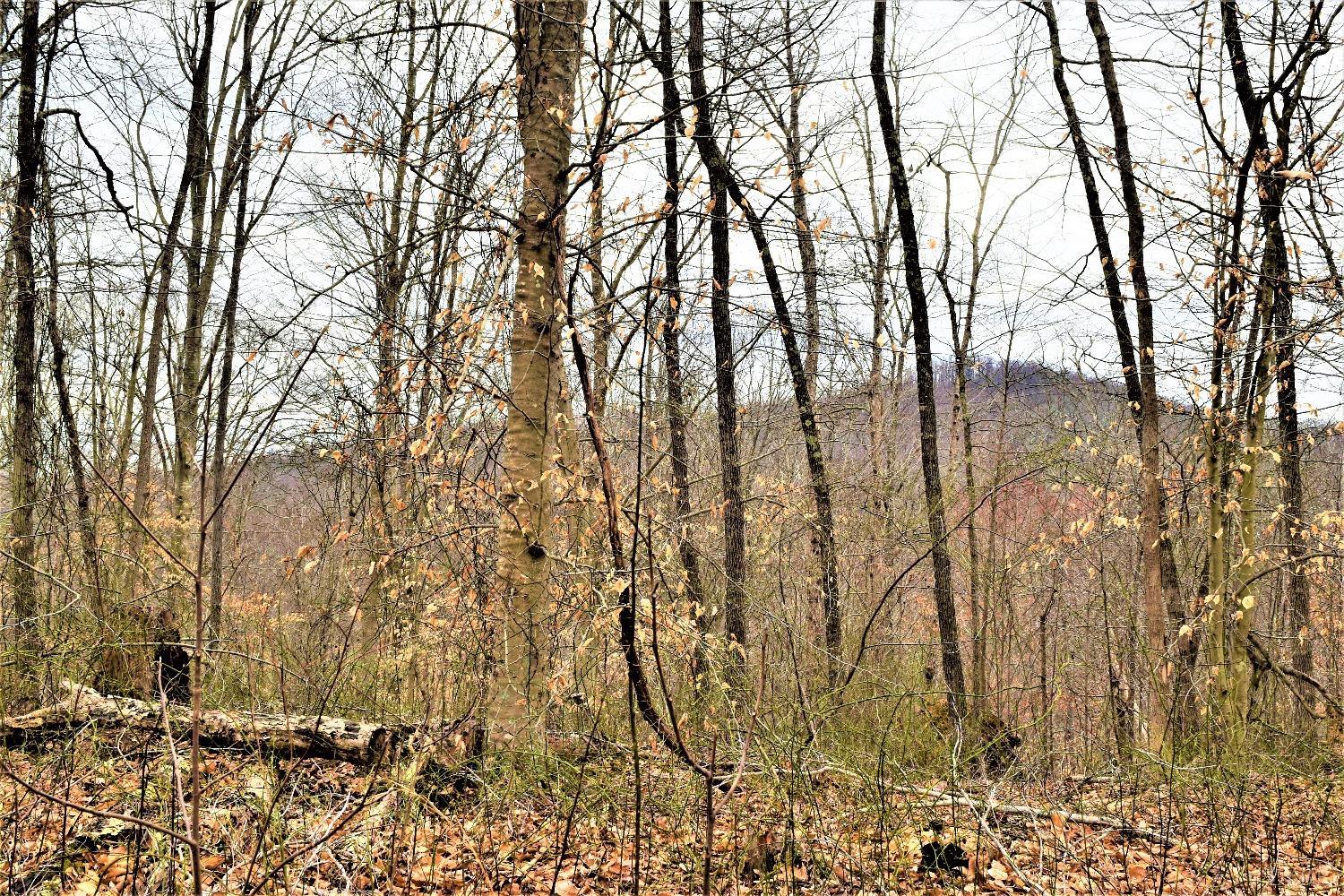 0 Level Green Road Roseland, VA 22967 - Photo 6 of 15 a backyard of a house with lots of green space
