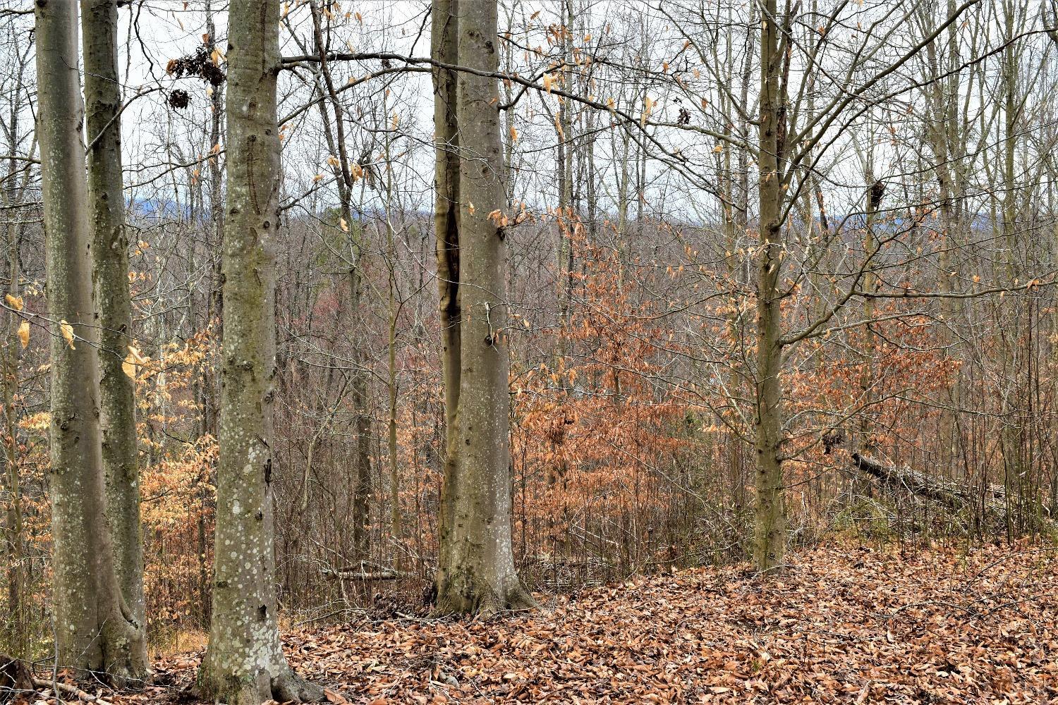 0 Level Green Road Roseland, VA 22967 - Photo 7 of 15 a backyard of a house