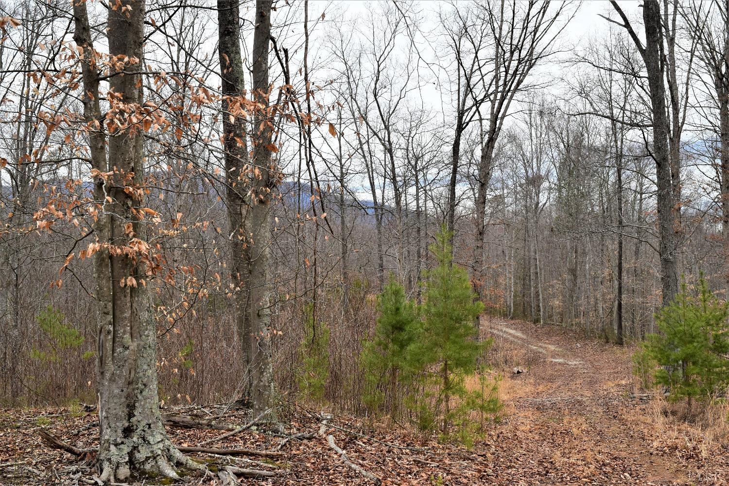 0 Level Green Road Roseland, VA 22967 - Photo 10 of 15 a view of backyard with green space
