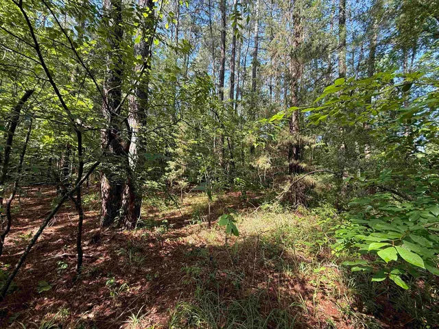 a view of a yard with plants