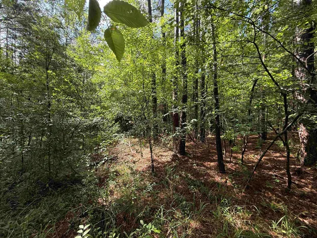 a view of a forest with lots of trees