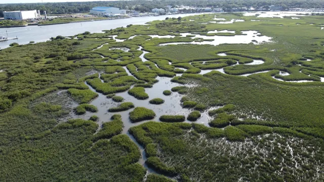 a view of a garden with plants