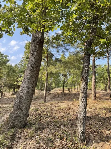 a view of a yard with a tree