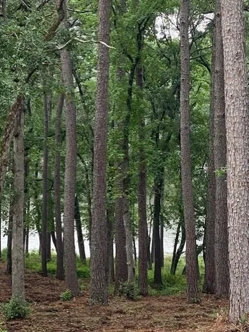 a view of a forest with trees