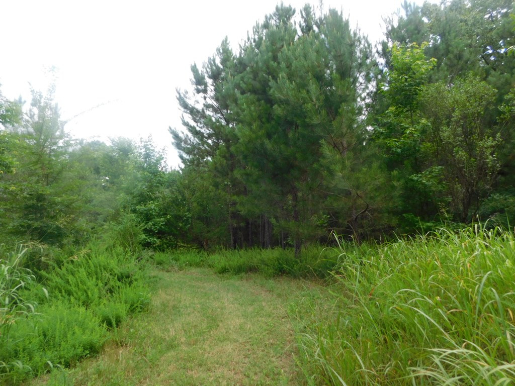 4225 Skull Shoals Road Washington, GA 30673 - Photo 10 of 46