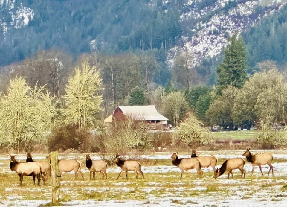434 Cispus Road Randle, WA 98377 - Photo 40 of 40 a view of a lake with an outdoor space