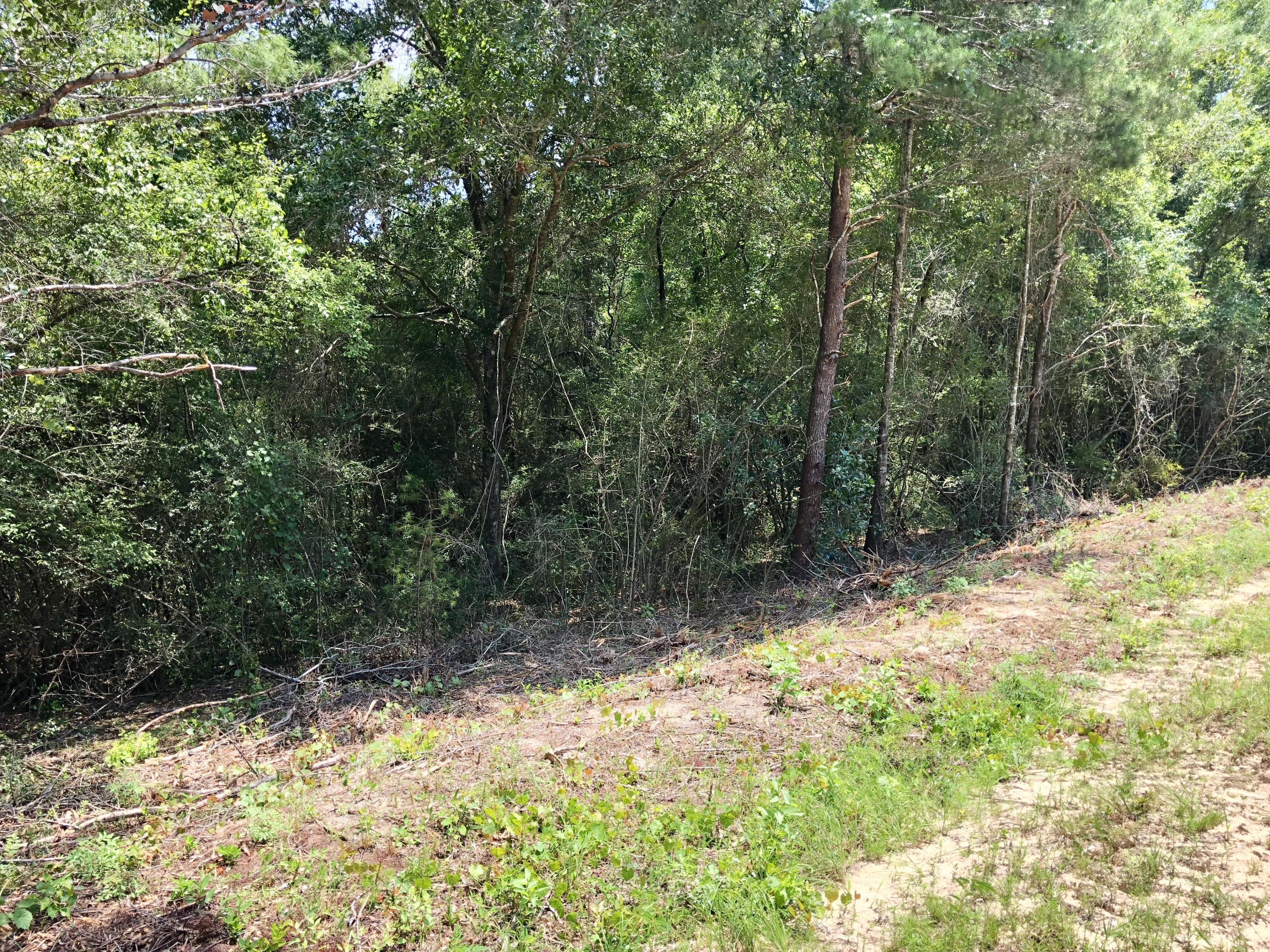 Lot 1 Oakridge Road DeFuniak Springs, FL 32433 - Photo 4 of 10 20180711_181732226_iOS