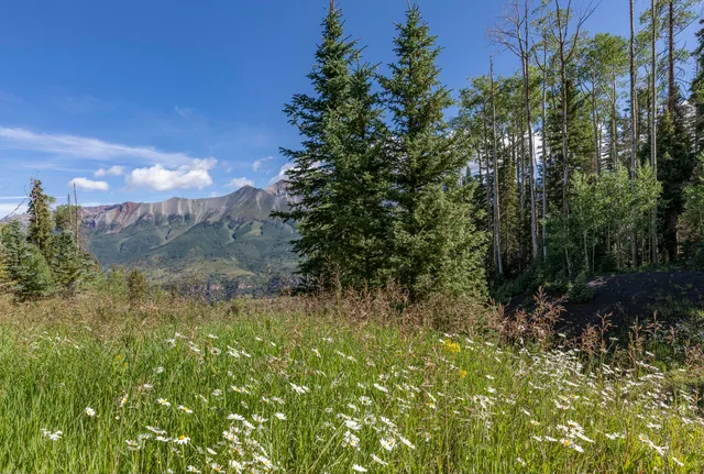 a view of a yard with a tree
