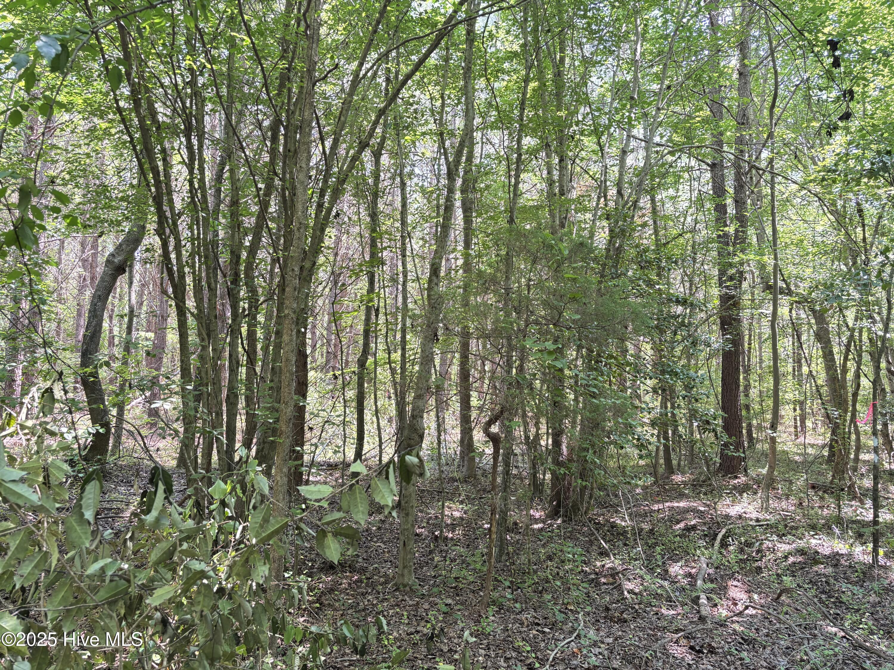 Lot 23 Buckhorn Church Road Como, NC 27818 - Photo 3 of 8 IMG_2808