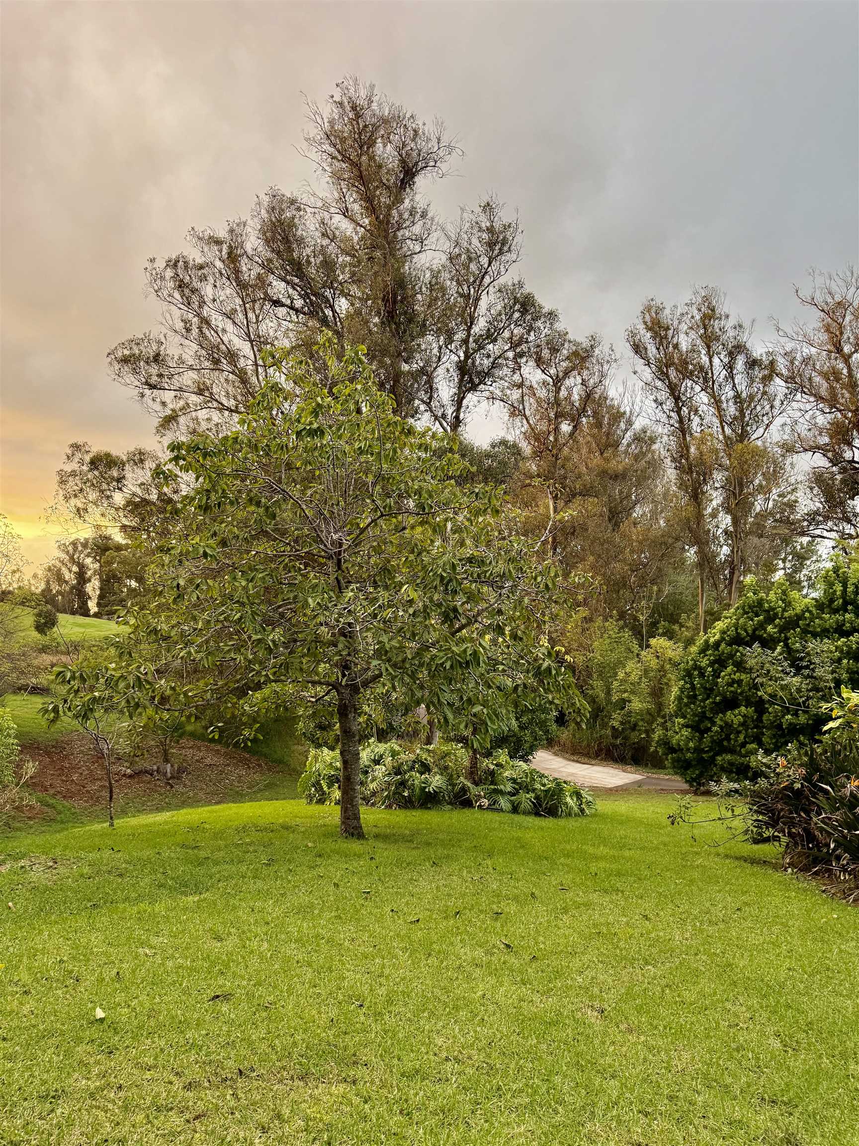 2400 Piiholo Road Makawao, HI 96768 - Photo 13 of 45