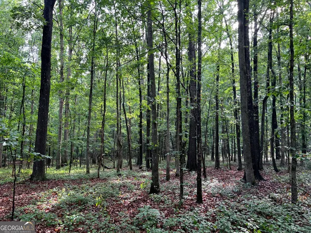 a view of a forest filled with trees