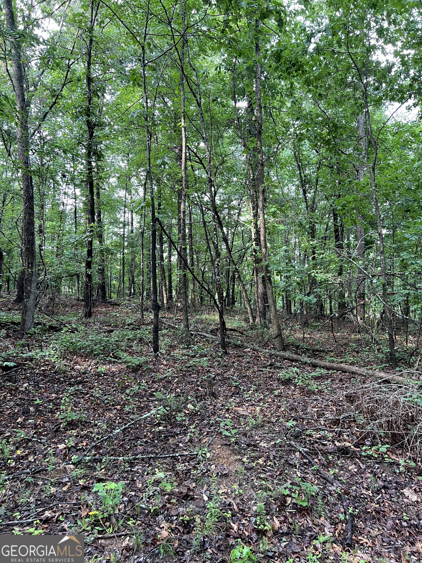 2000 Flowery Branch Road Buford, GA 30519 - Photo 4 of 4 a view of a forest filled with trees