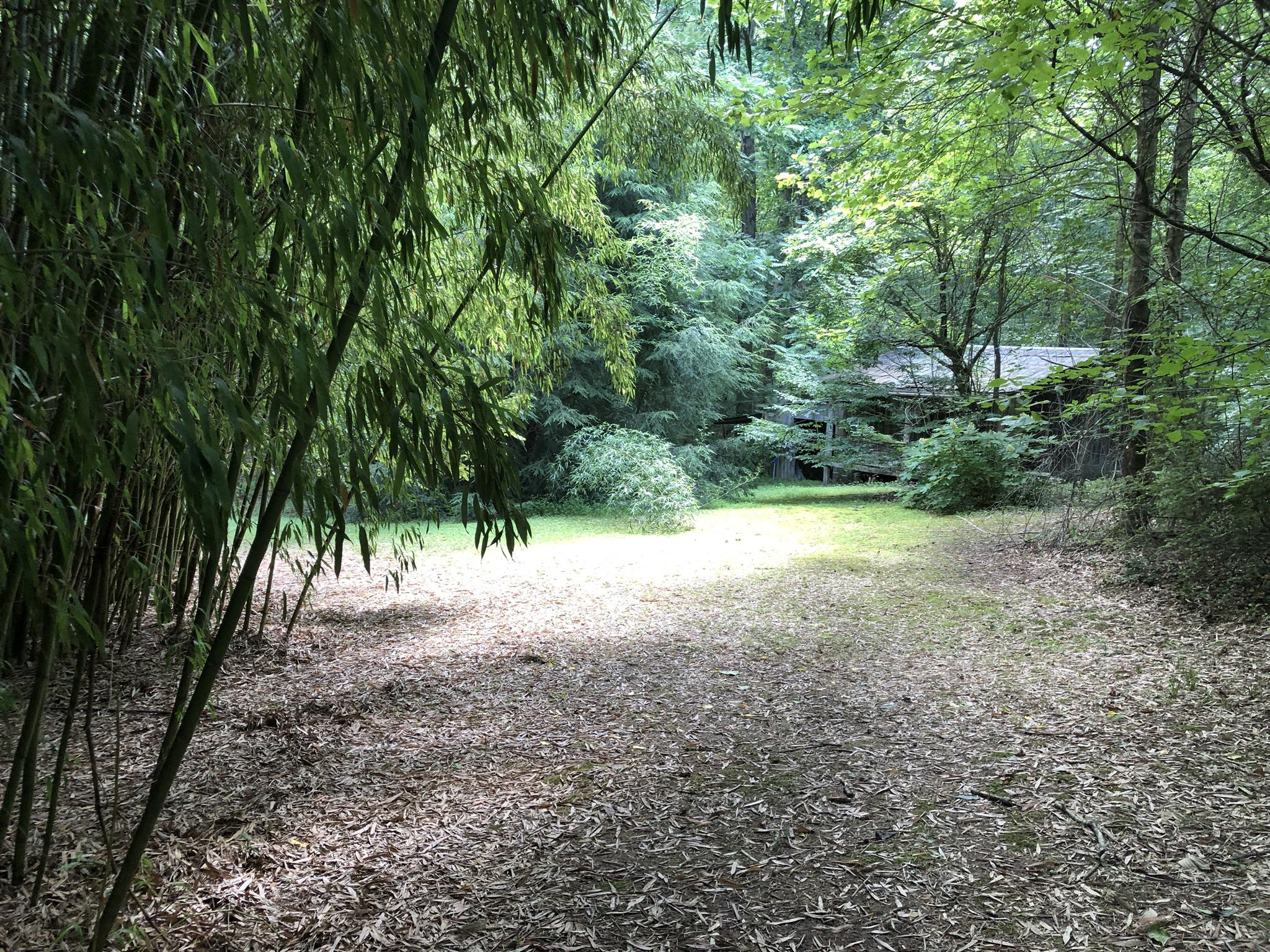 96 Long Branch Road Lawrenceburg, TN 38464 - Photo 7 of 27 Bamboo
