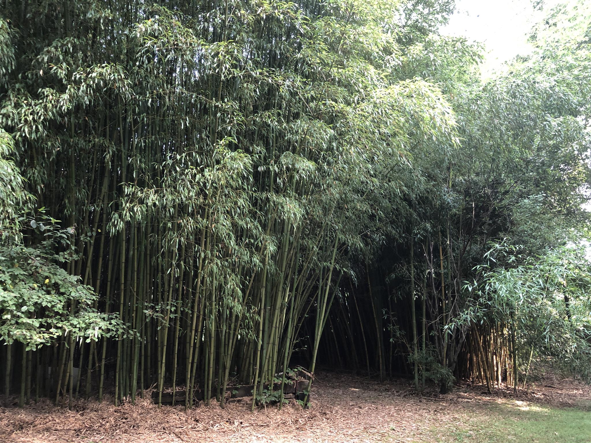 96 Long Branch Road Lawrenceburg, TN 38464 - Photo 8 of 27 Bamboo
