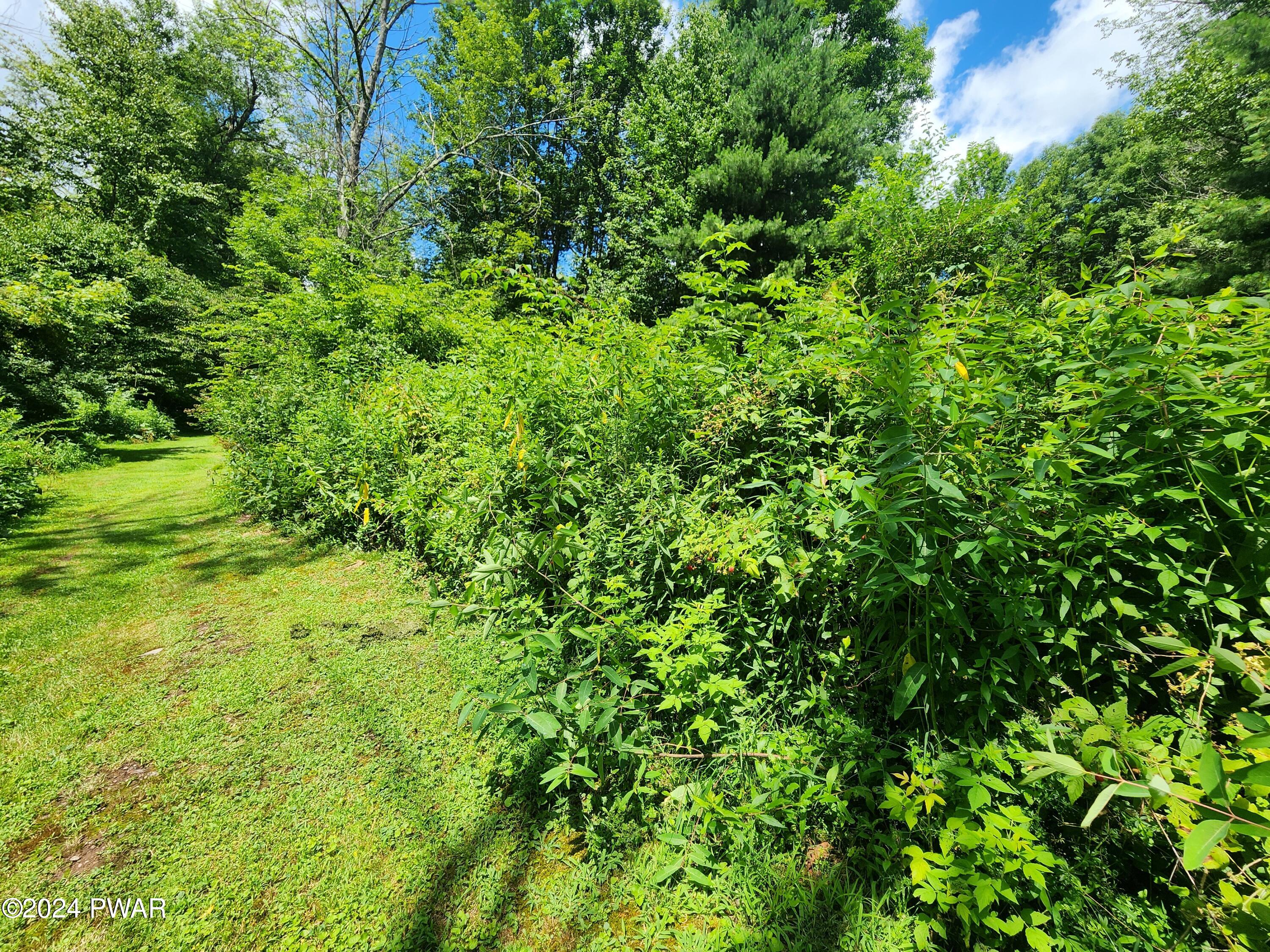 39 Boyds Mills Road Beach Lake, PA 18405 - Photo 31 of 44 Berry Bushes