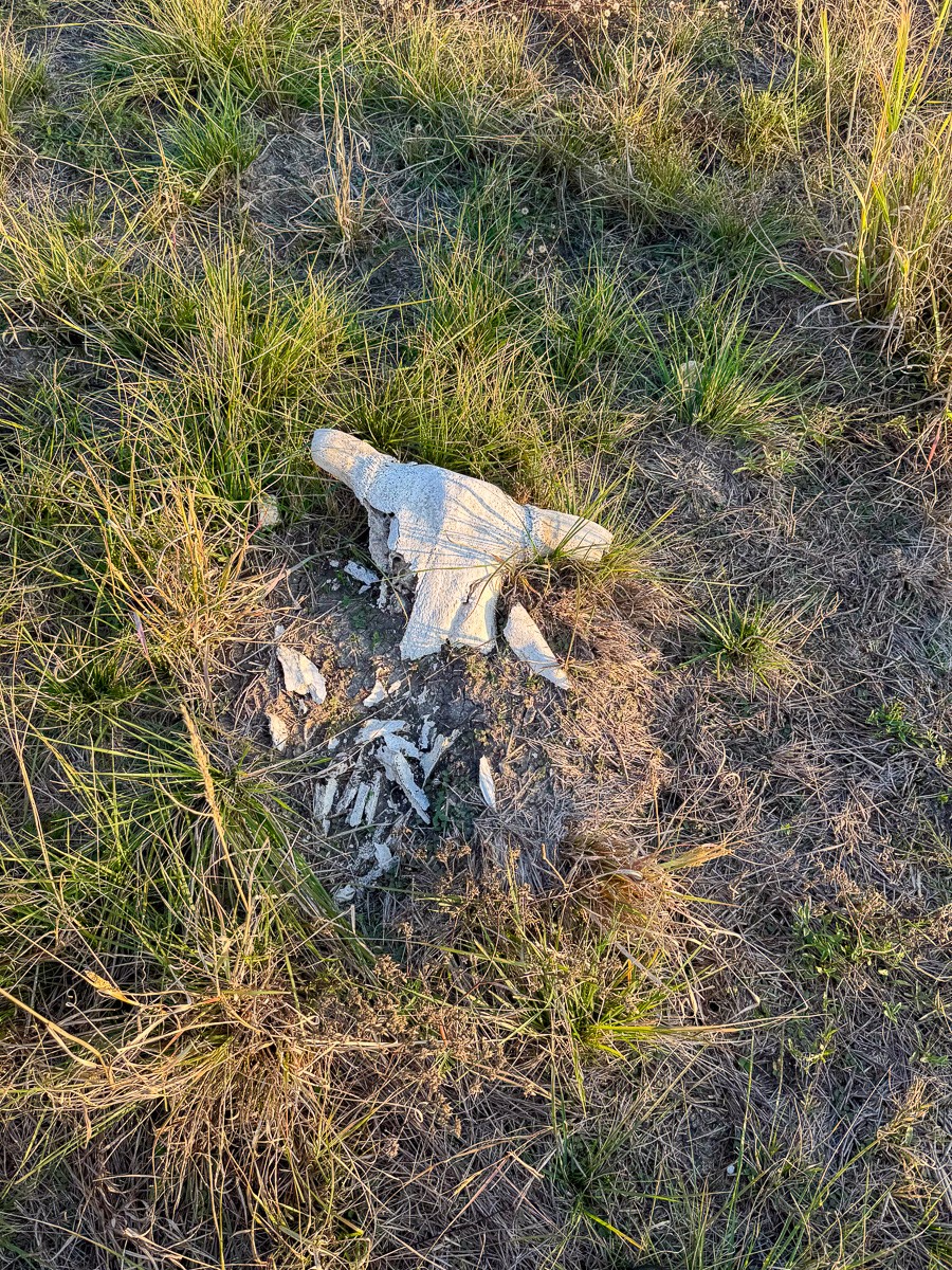 5895 Farek-Loth Road Schulenburg, TX 78956 - Photo 14 of 15 a view of a yard with plants and wooden fence