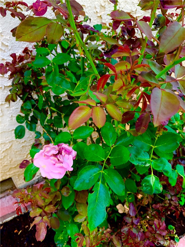 5246 Calderon Road Woodland Hills, CA 91364 - Photo 24 of 50