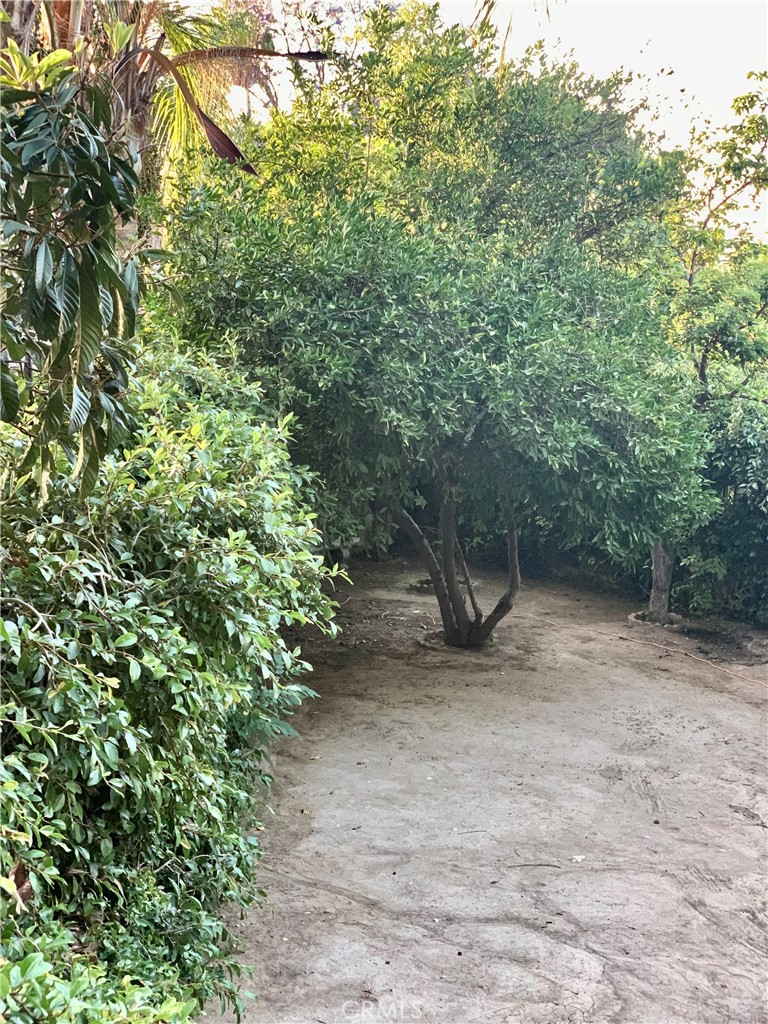 5246 Calderon Road Woodland Hills, CA 91364 - Photo 27 of 50 a view of a forest with trees in the background