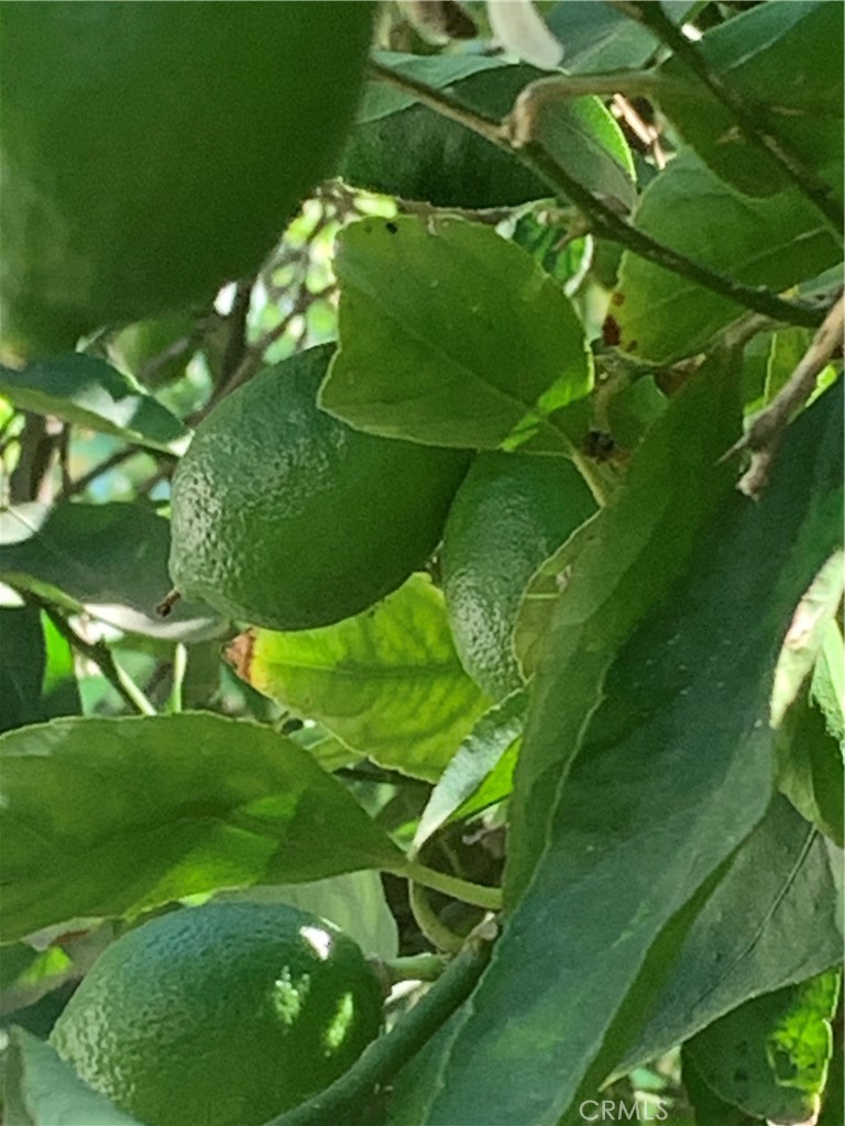 5246 Calderon Road Woodland Hills, CA 91364 - Photo 45 of 50 a backyard of a house