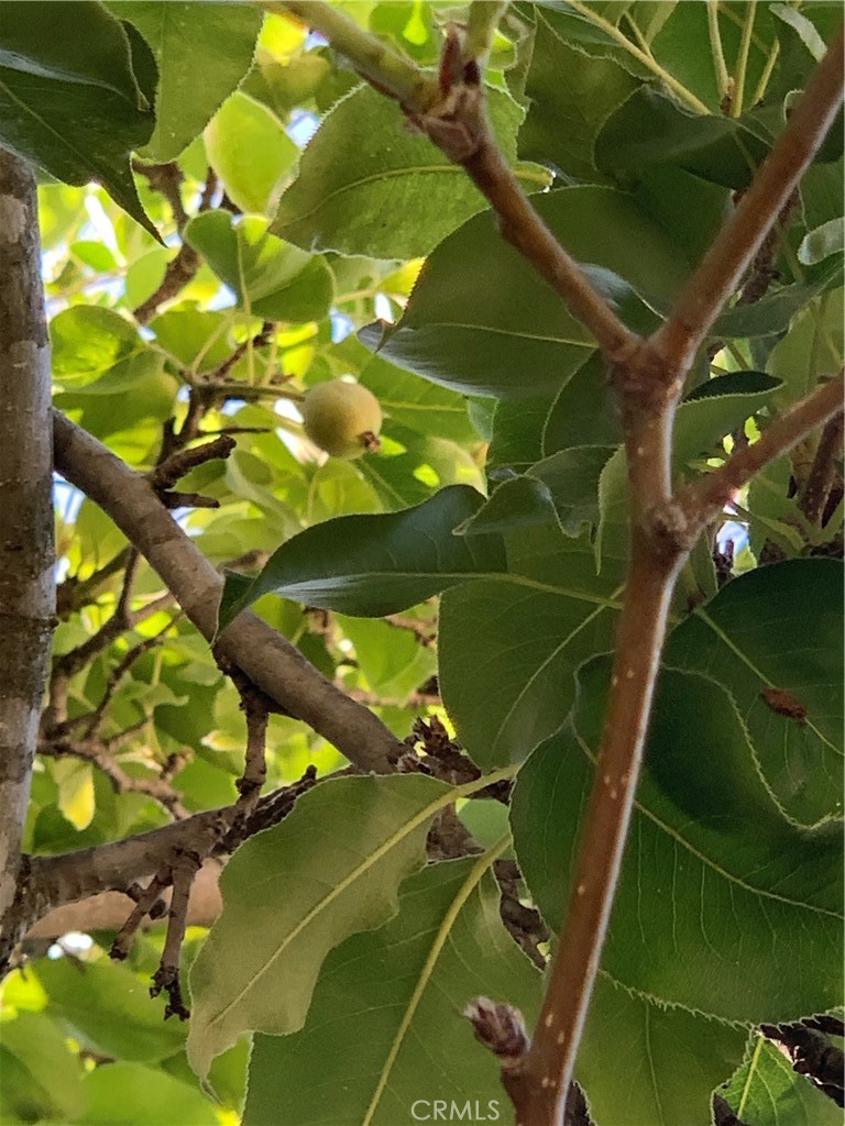 5246 Calderon Road Woodland Hills, CA 91364 - Photo 47 of 50 a view of a tennis court