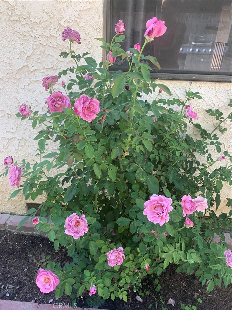 5246 Calderon Road Woodland Hills, CA 91364 - Photo 50 of 50 a view of a flower