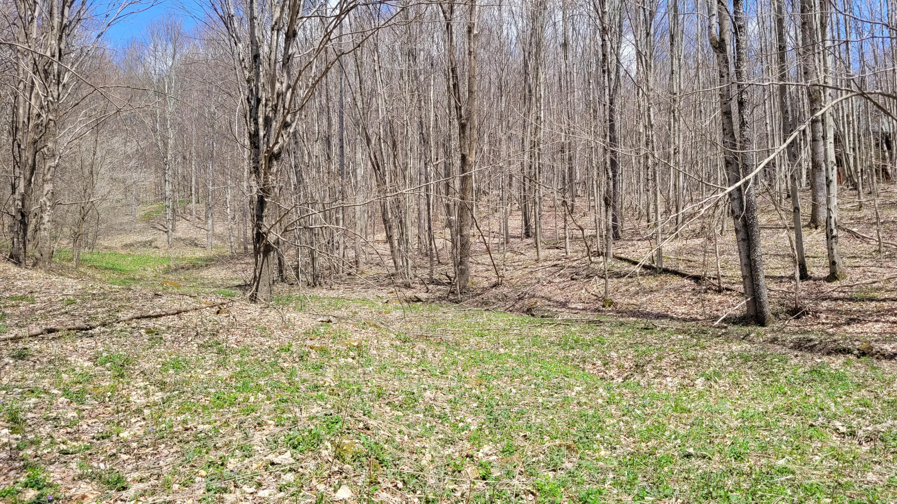 Dry Branch Road Valley Head, WV 26294 - Photo 9 of 24 Gallery Image 9