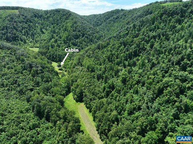 a view of a lush green forest with trees in the background